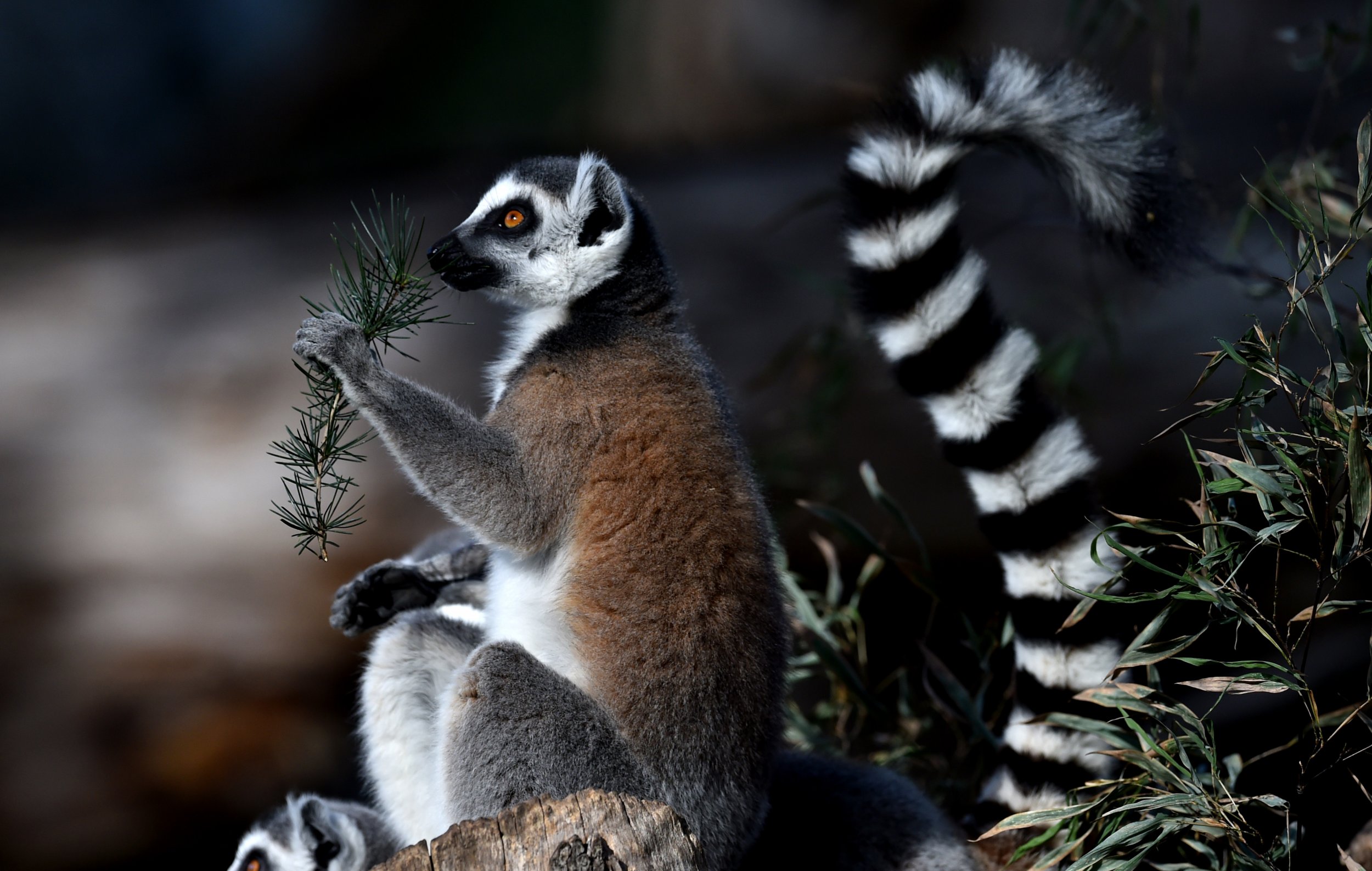 Ring-Tailed Lemur Conservation :: Currumbin Wildlife Sanctuary